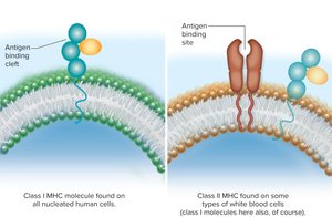Class I and II MHC molecules on cell membranes