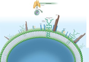 Surface of T cells showing receptors and markers