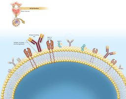 Surface of B cells showing immunoglobulin and MHC markers