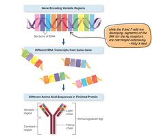Mechanism behind antibody variability: gene rearrangement
