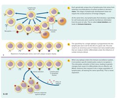 Clonal selection and expansion of B and T cells