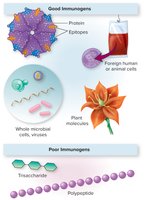 Comparison of good and poor immunogens