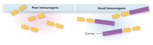 Haptens: poor immunogens become good immunogens when linked to carriers