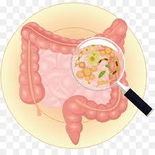 Microbes in the gut