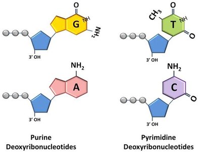 Base pairing in DNA