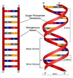 DNA replication and supercoiling