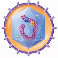 Diagram of an enveloped virus with spikes and enzymes