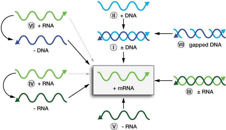 Diagram of viral genome types and mRNA generation