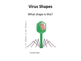 Diagram of virus shapes: icosahedral, helical, complex