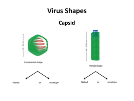 Diagram of virus capsid shapes