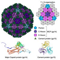 Icosahedral capsid structure and protein organization
