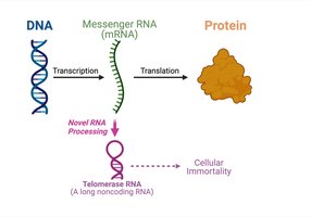 Central dogma: DNA to RNA to protein