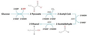 Alcoholic fermentation pathway