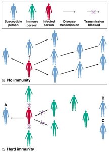 Diagram showing disease transmission with and without herd immunity