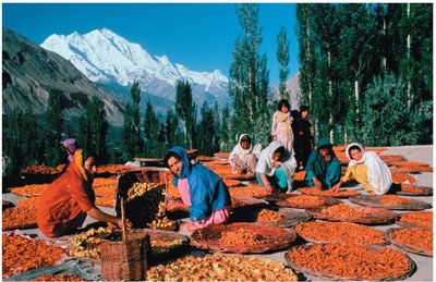 People drying food in the sun as a method of desiccation