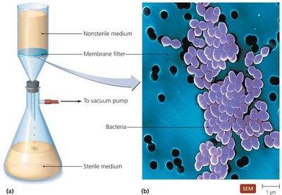 Diagram of filtration apparatus and SEM of bacteria on filter