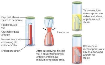 Endospore test for autoclave function