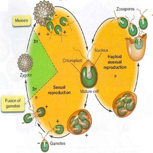 Protozoan life cycle showing sexual and asexual reproduction