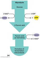 Diagram of glycolysis and fermentation showing ATP and NADH/NAD+ flow