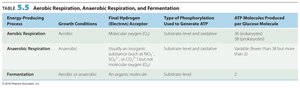 Table comparing aerobic respiration, anaerobic respiration, and fermentation