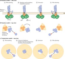 Diagram of Type IV pili assembly and function