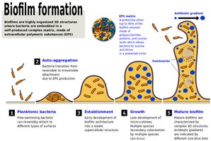 Diagram of biofilm formation stages