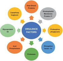 Diagram of various virulence factors such as glycoprotein 63, proteases, heat shock proteins, etc.
