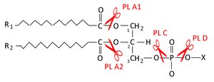 Diagram of phospholipase action on phospholipids