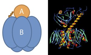 Diagram of A-B toxin structure and function
