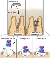 Diagram of cholera toxin action in the intestine