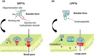 Diagram of small and large pore-forming toxins