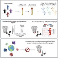 Diagram showing antigenic escape in COVID-19 patients