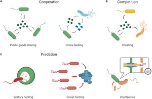 Diagram showing microbial cooperation, competition, and predation