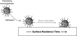 Diagram showing planktonic microorganism adhesion and bond maturation