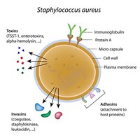 Diagram of Staphylococcus aureus showing toxins, adhesins, and invasins