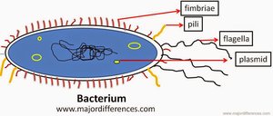 Diagram of bacterium showing fimbriae, pili, flagella, and plasmid