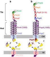 Diagram of Type 1 pili structure and assembly