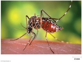 Mosquito as a biological vector