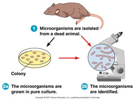 Koch's Postulates Step 1: Isolation from dead animal