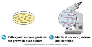 Koch's Postulates Step 3: Re-isolation and identification