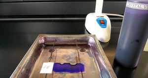 Applying crystal violet stain