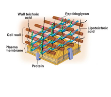 Gram-positive cell wall structure