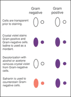 Gram stain color changes table
