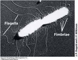 Electron micrograph showing fimbriae and flagella on a bacterial cell