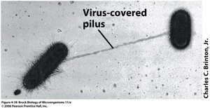Electron micrograph showing a virus-covered pilus connecting two bacterial cells
