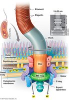 Diagram of the Gram-negative bacterial flagellum structure