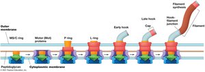Diagram of flagellar biosynthesis from the base outward