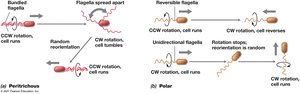 Diagram comparing peritrichous and polar flagellar movement
