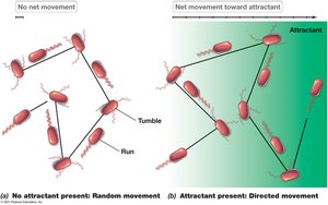 Diagram showing random movement versus directed movement in chemotaxis