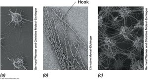 Electron micrographs of hami structures in Archaea, showing hook-like ends